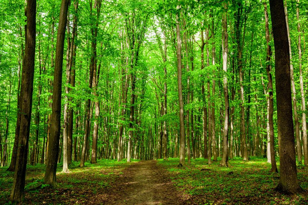 膠合板行業(yè)迎來革命性突破 真正的無醛無苯板材膠正式來臨，重塑裝飾家具板材新標(biāo)準(zhǔn)